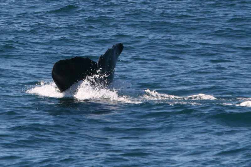 Nieuw-Zeeland 2011 - 1250